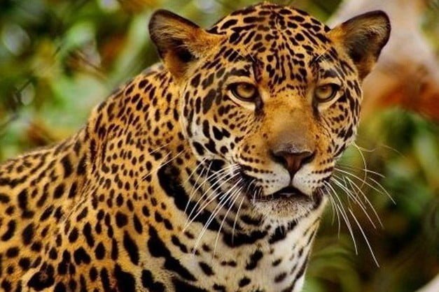 सूरजपुर News: तेंदुए ने गाय को बनाया अपना शिकार, इलाके में दहशत... 1 tendua 06 03 2019 640x470 1 console corptech